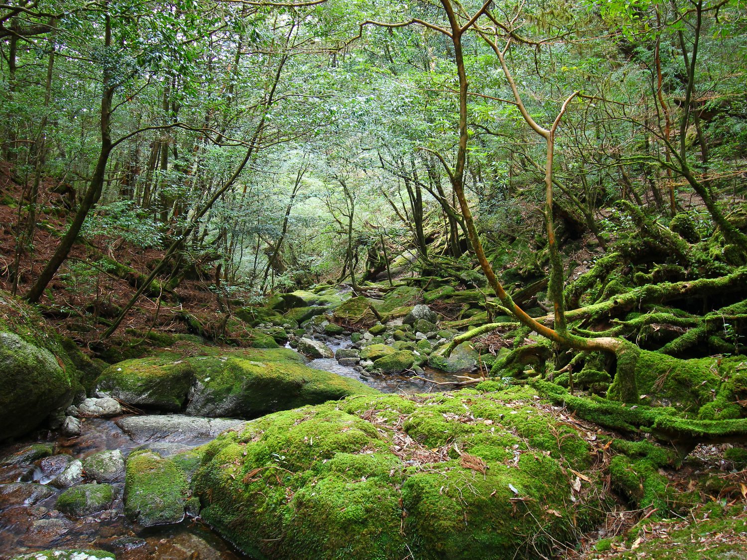 Yakushima