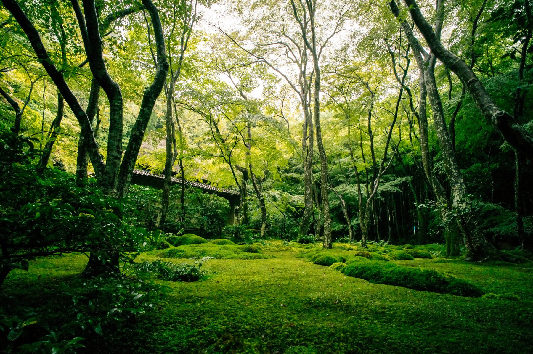 A moss garden under tall trees at Gio-ji temple in Sagano