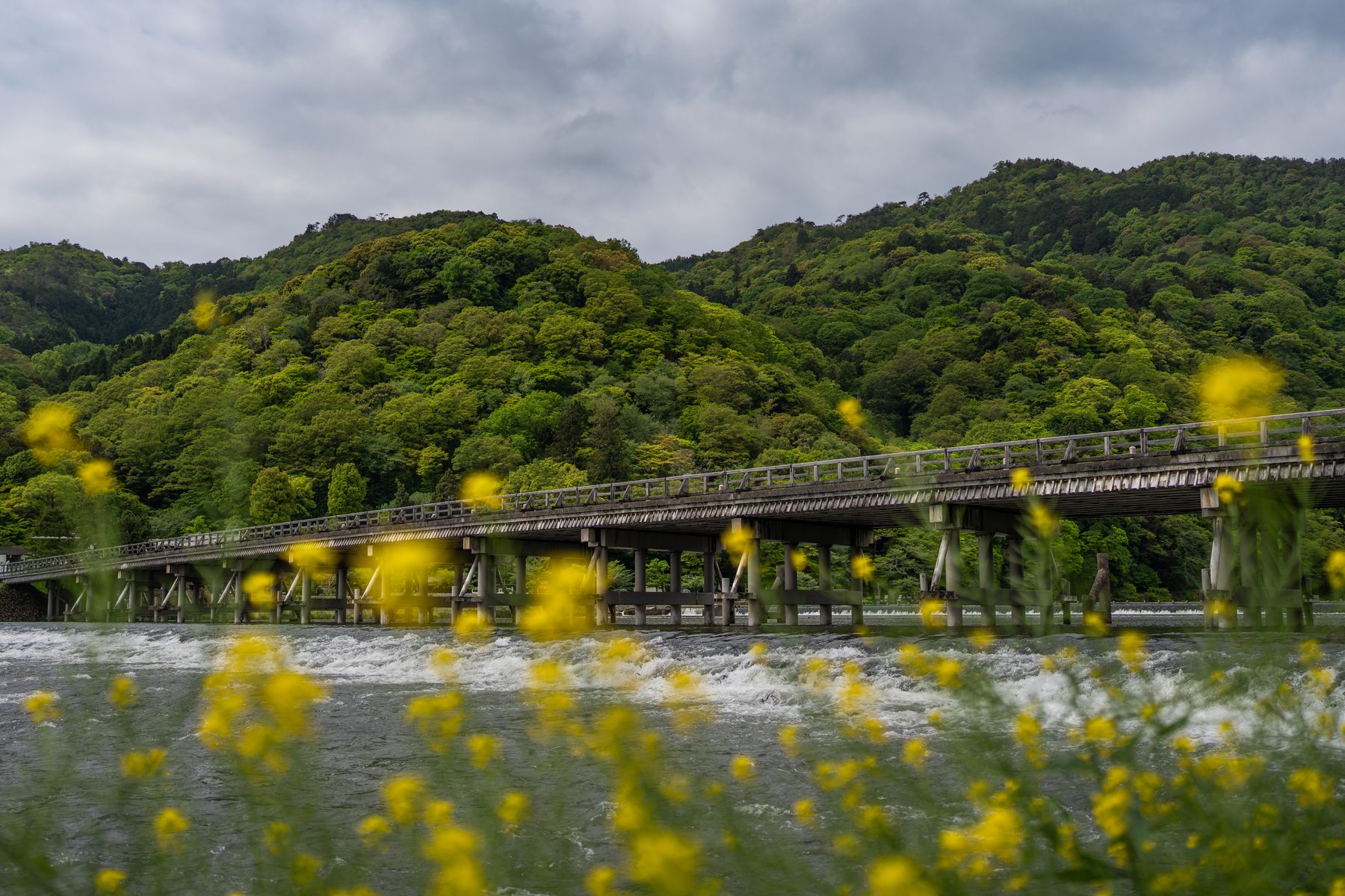 Togetsukyo Bridge crossing the river below green hills in Arashiyama, with yellow flowers in the foreground