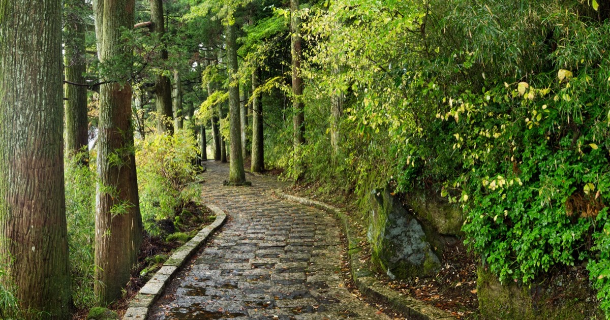 A stone-paved forest path in Hakone
