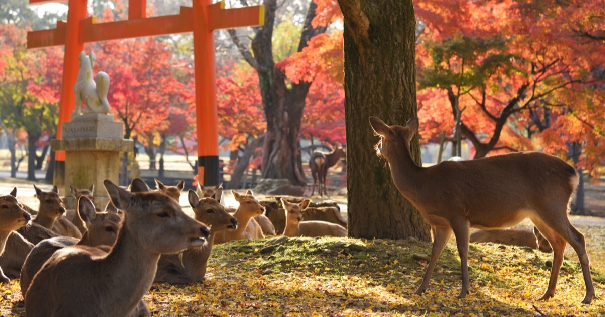 Deer resting under autumn maples in Nara Park
