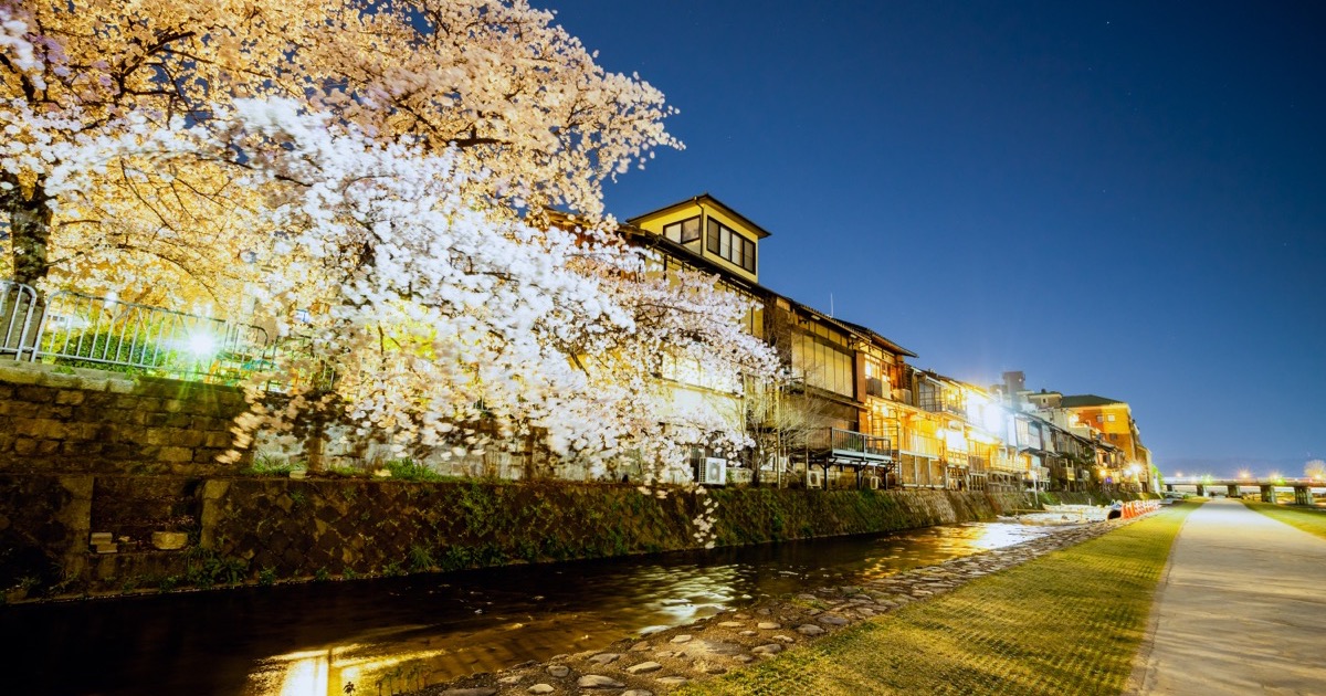 Cherry blossoms lit at night along a Kyoto riverside