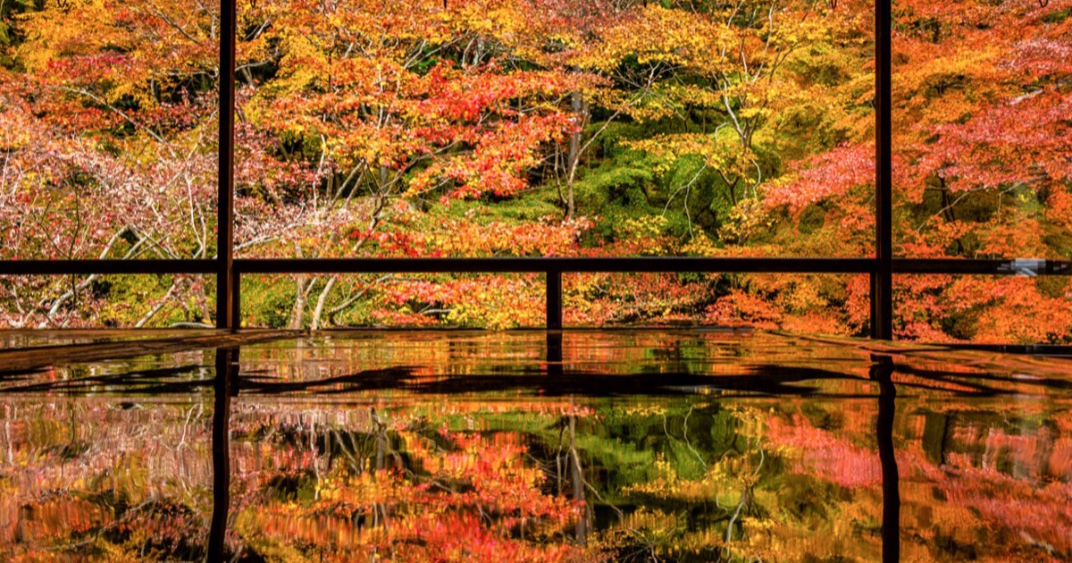 Autumn maples reflected on a polished table in a Kyoto temple