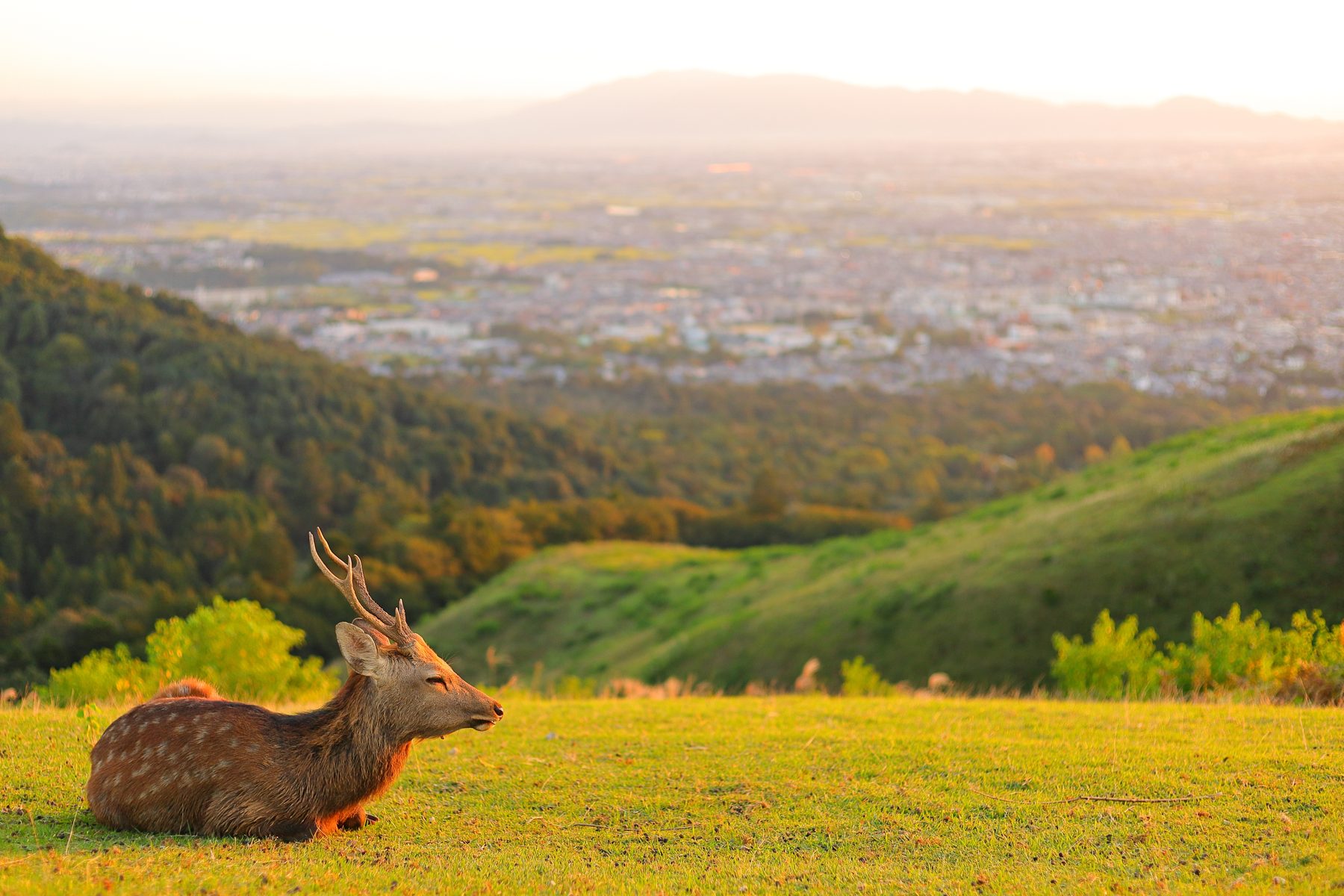 A stag resting on the grassy slope of Mt. Wakakusa above Nara in evening light