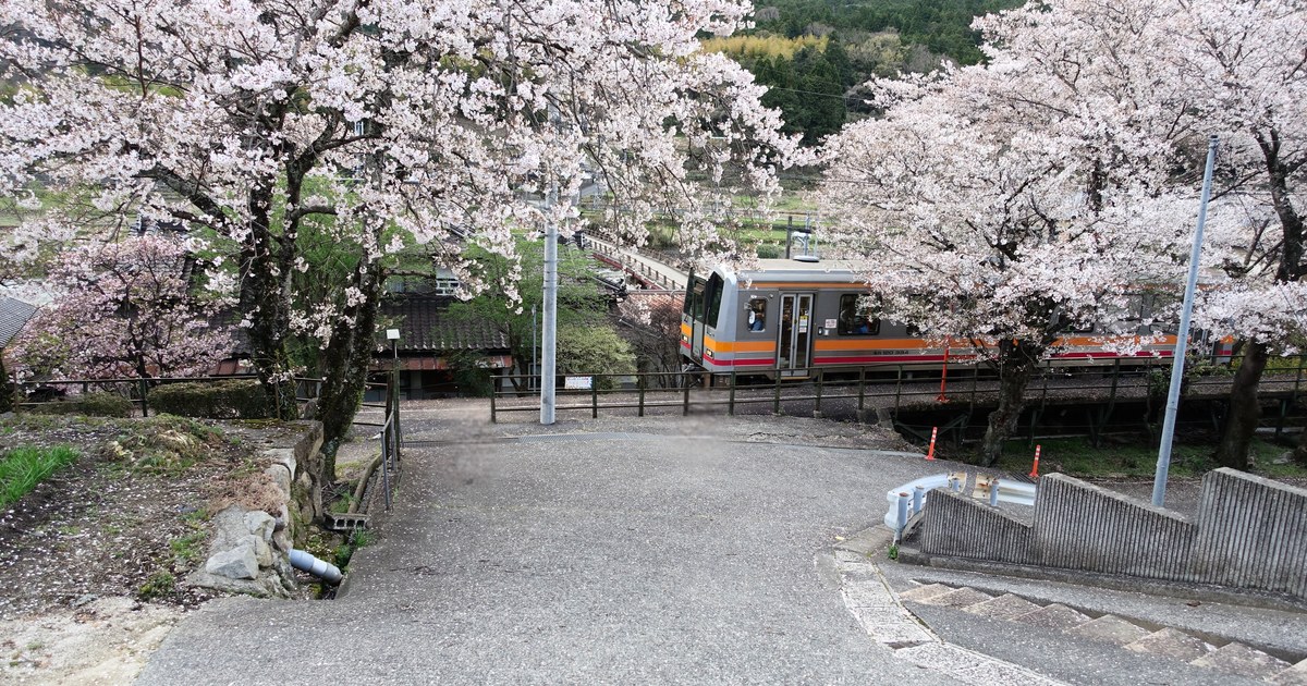 A one-car local train passing under cherry blossom in rural Japan