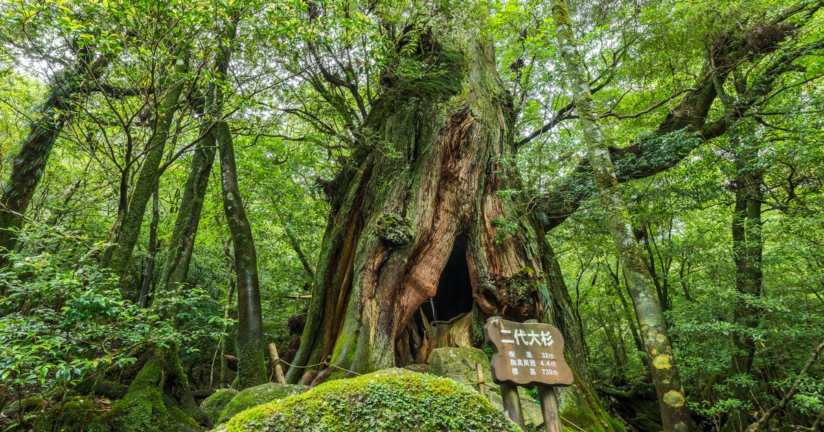 Yakushima