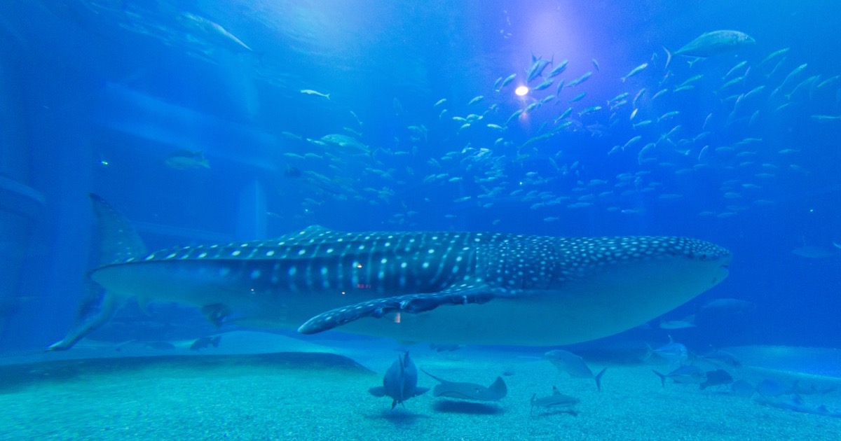 The whale shark tank at Osaka's Kaiyukan aquarium
