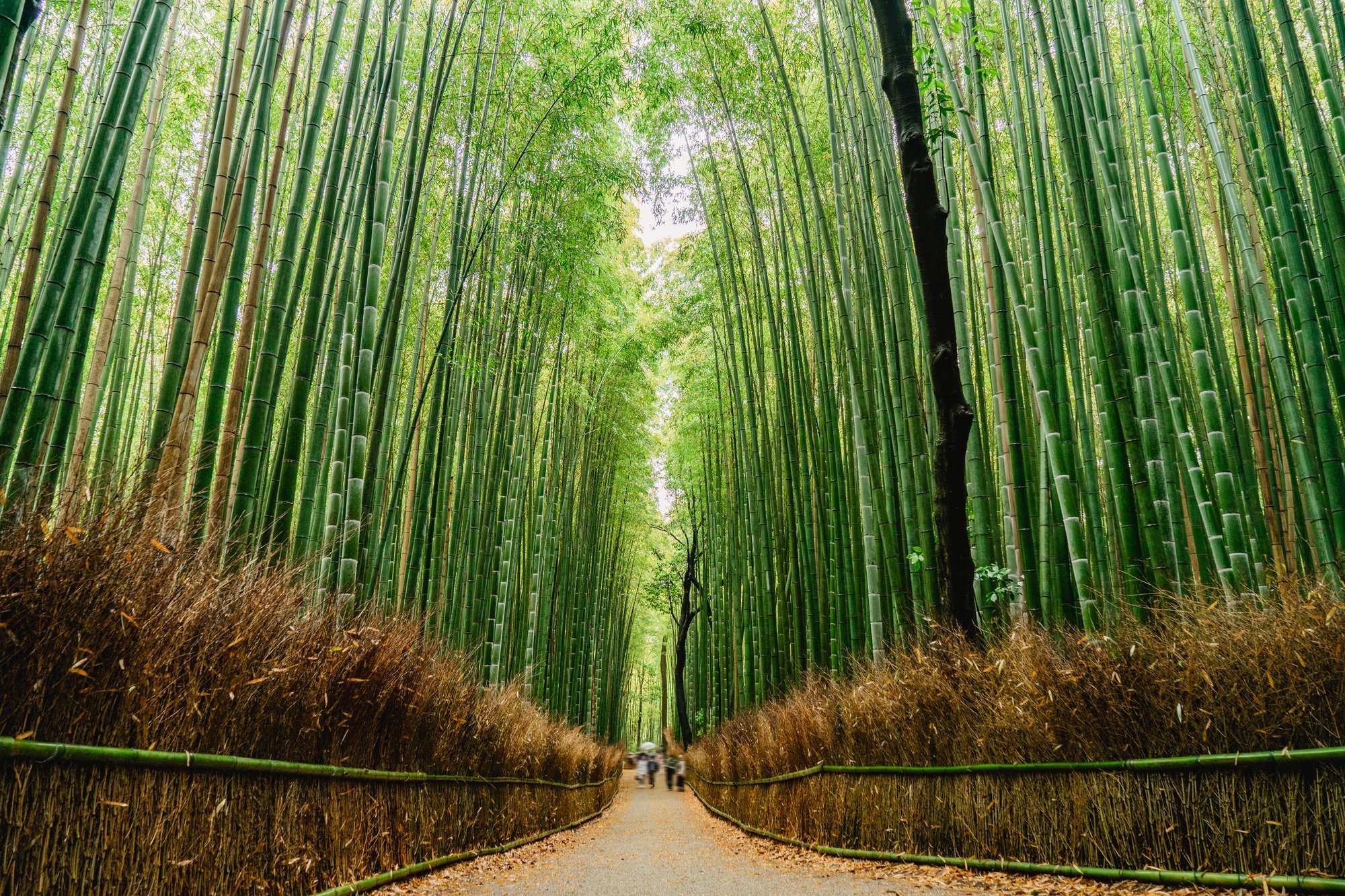 Tours through Japan